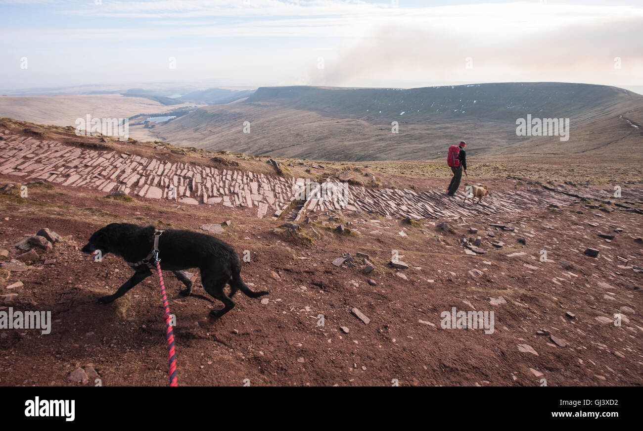 Il mio cane un nero Lurcher,modello rilasciato alla sommità del Pen Y Fan di montagna.Brecon,Beacon,Beacon,Galles,U.K.,Pen Y Fan,escursionismo, Foto Stock