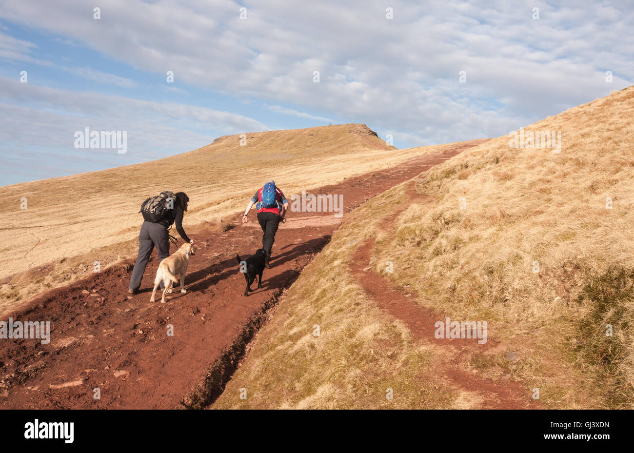 Brecon,Beacon,Beacon,Galles,U.K.,Pen Y Fan,escursioni,escursioni,escursionisti,escursionista,dog,a piedi,a piedi,walker,degli scuotipaglia Foto Stock
