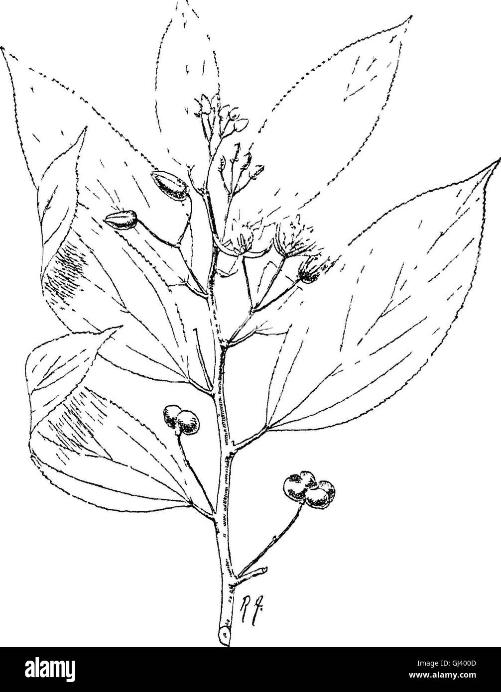 Questo lavoro del 1906 fornisce un resoconto dettagliato di alberi, arbusti, scalatori, bambù e palme nell'Impero indiano britannico, concentrandosi su specie sia native che comunemente coltivate nella regione. Foto Stock