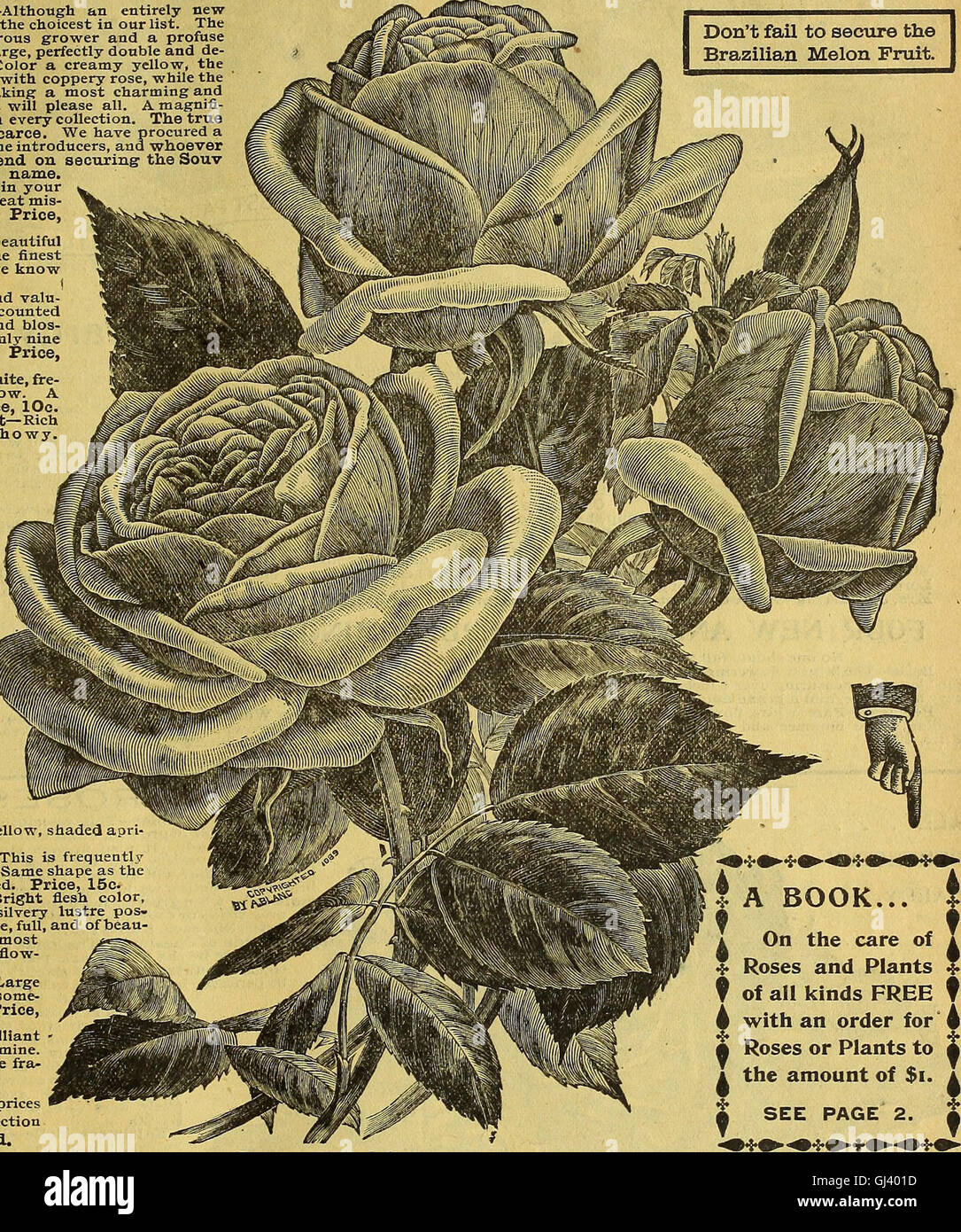 Agriturismo e guida floreali - semi, piante, lampadine, frutti e tuberi seme di patate (1896) Foto Stock