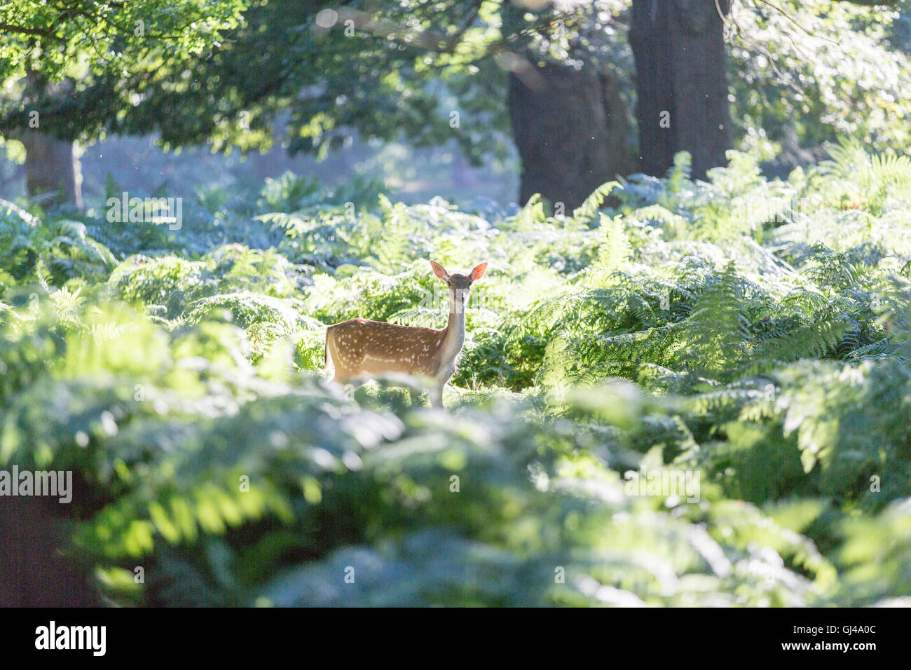 Richmond Park, Londra UK. Il 12 agosto 2016. Bella serata nel parco alla fine di una giornata di sole. Giovane daino. copyright Carol moiré/Alamy Live News Foto Stock