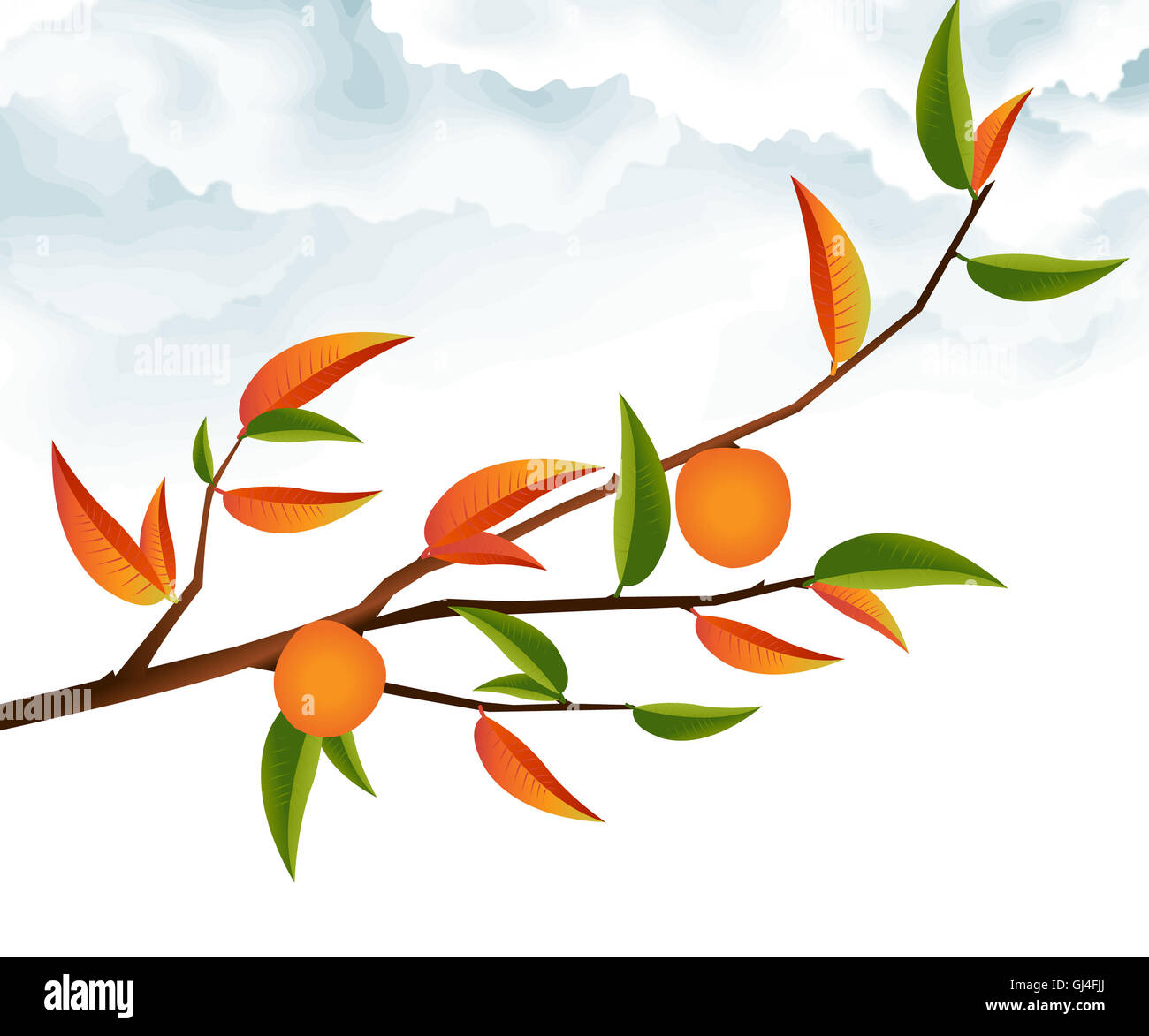 Ramo di albero Foto Stock