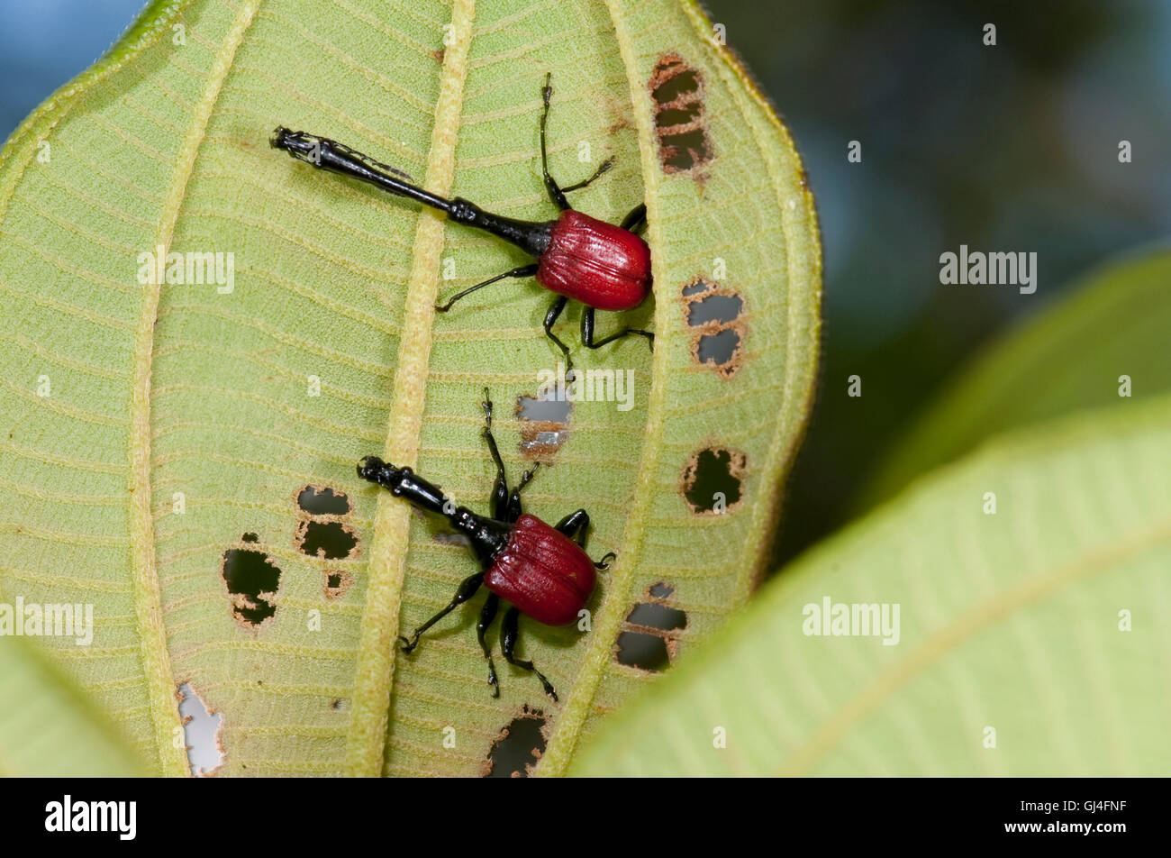 Giraffa curculione accollata Trachelophorus giraffa Madagascar Foto Stock