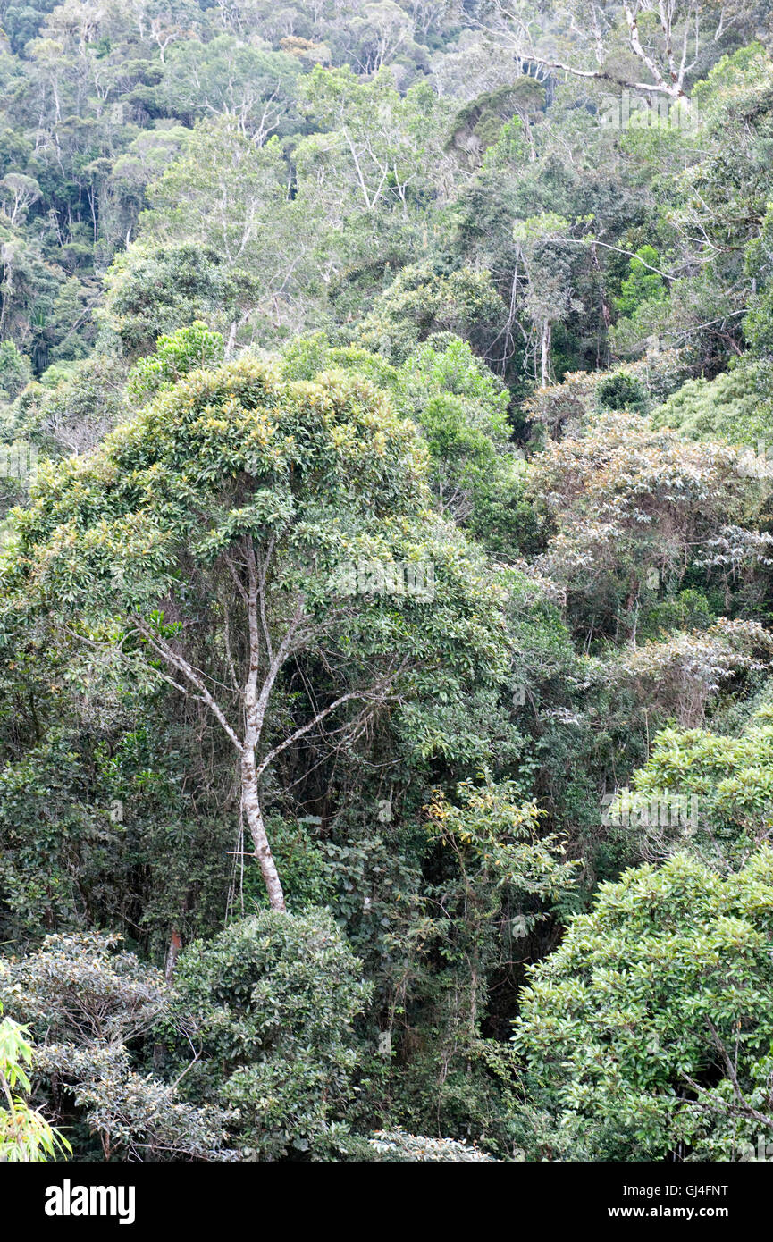 Tree Tops Visualizza il Madagascar Foto Stock