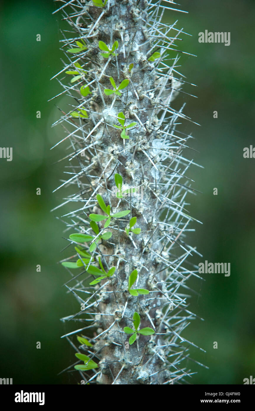 Malgascio bush spinoso Euphorbia stenoclata Foto Stock