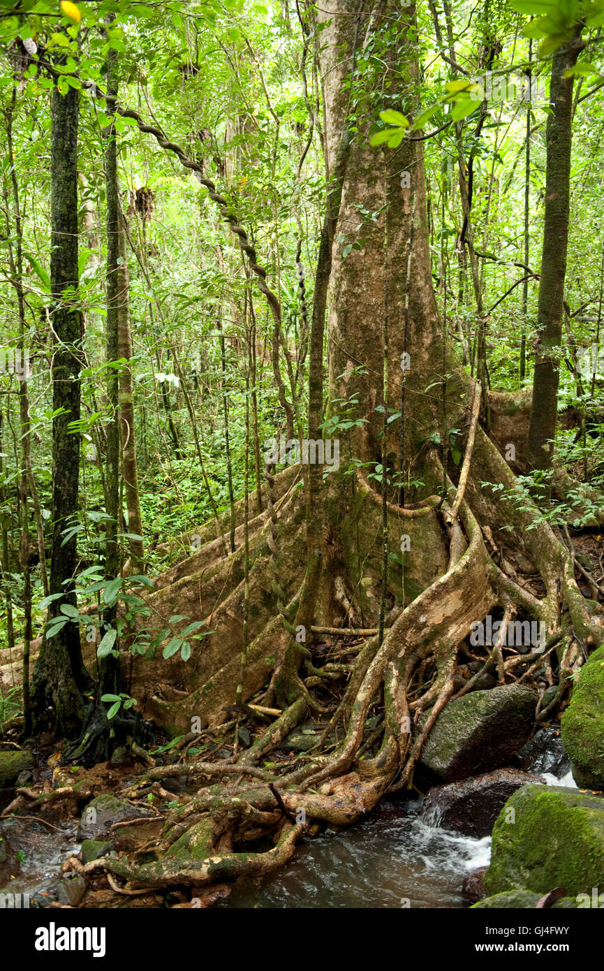 Albero nella foresta pluviale del Madagascar Foto Stock
