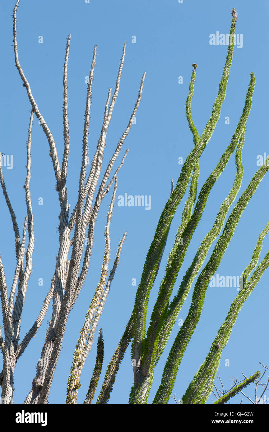 Struttura di polpo Didierea Madagascariensis Madagascar Foto Stock