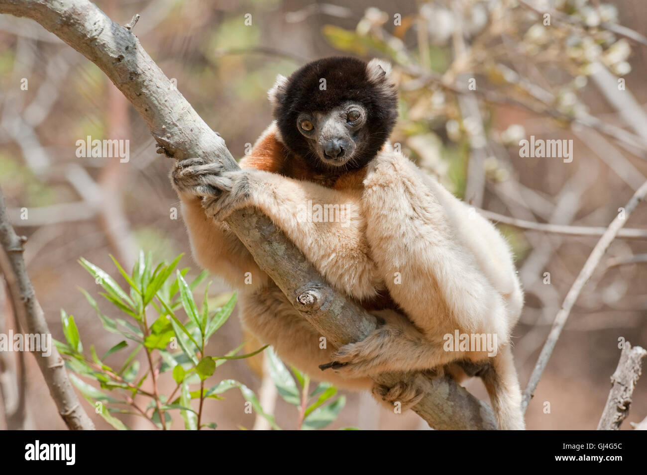 Incoronato Sifaka Propithecus coronatus Madagascar Foto Stock