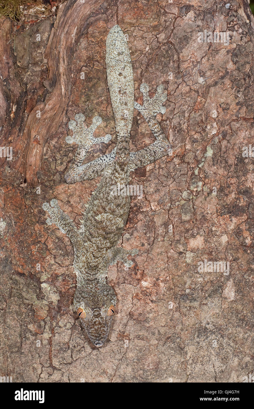 Foglia Gekco codato Uroplatus giganteus Foto Stock