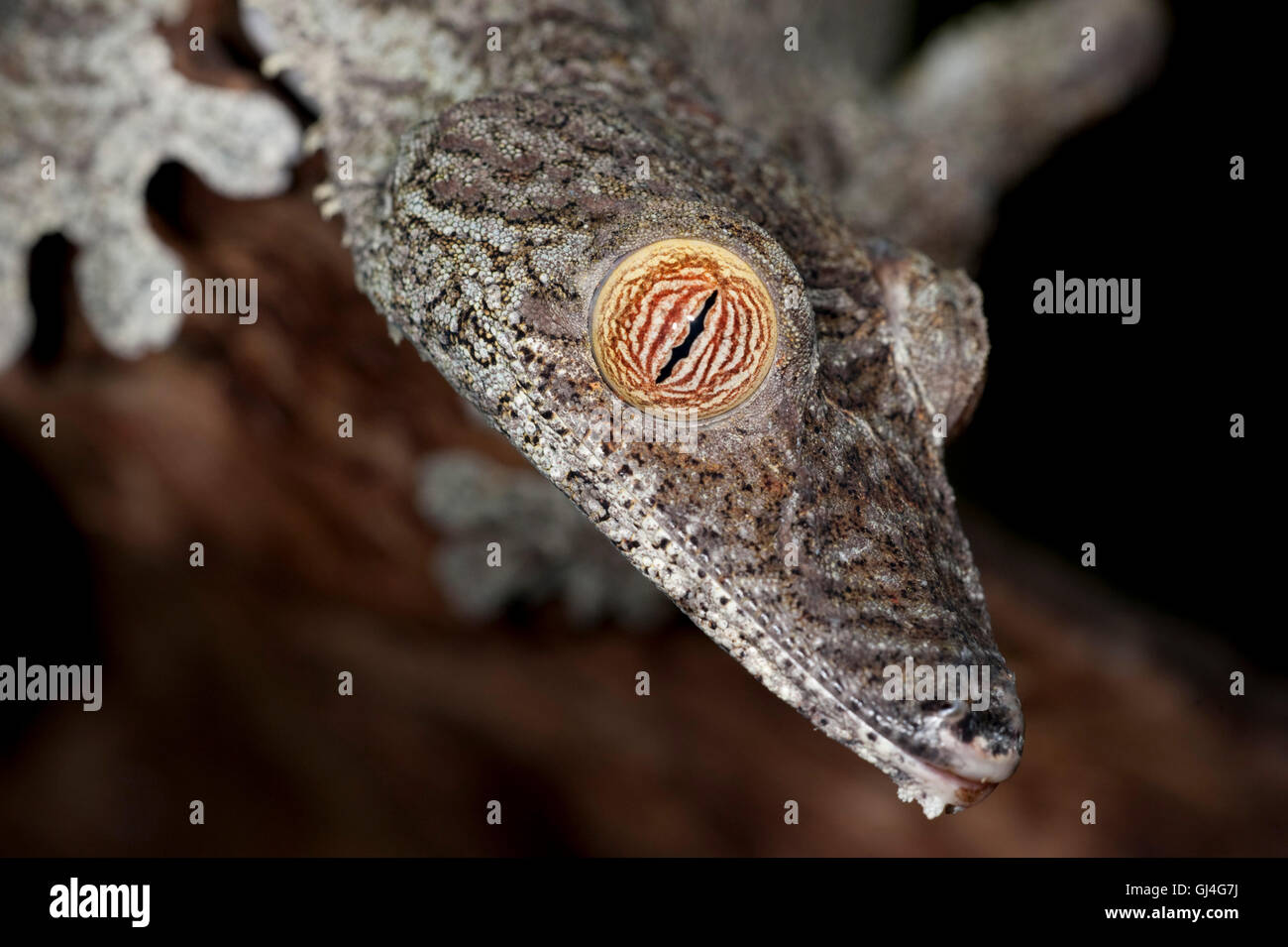 Foglia Gekco codato Uroplatus giganteus Foto Stock