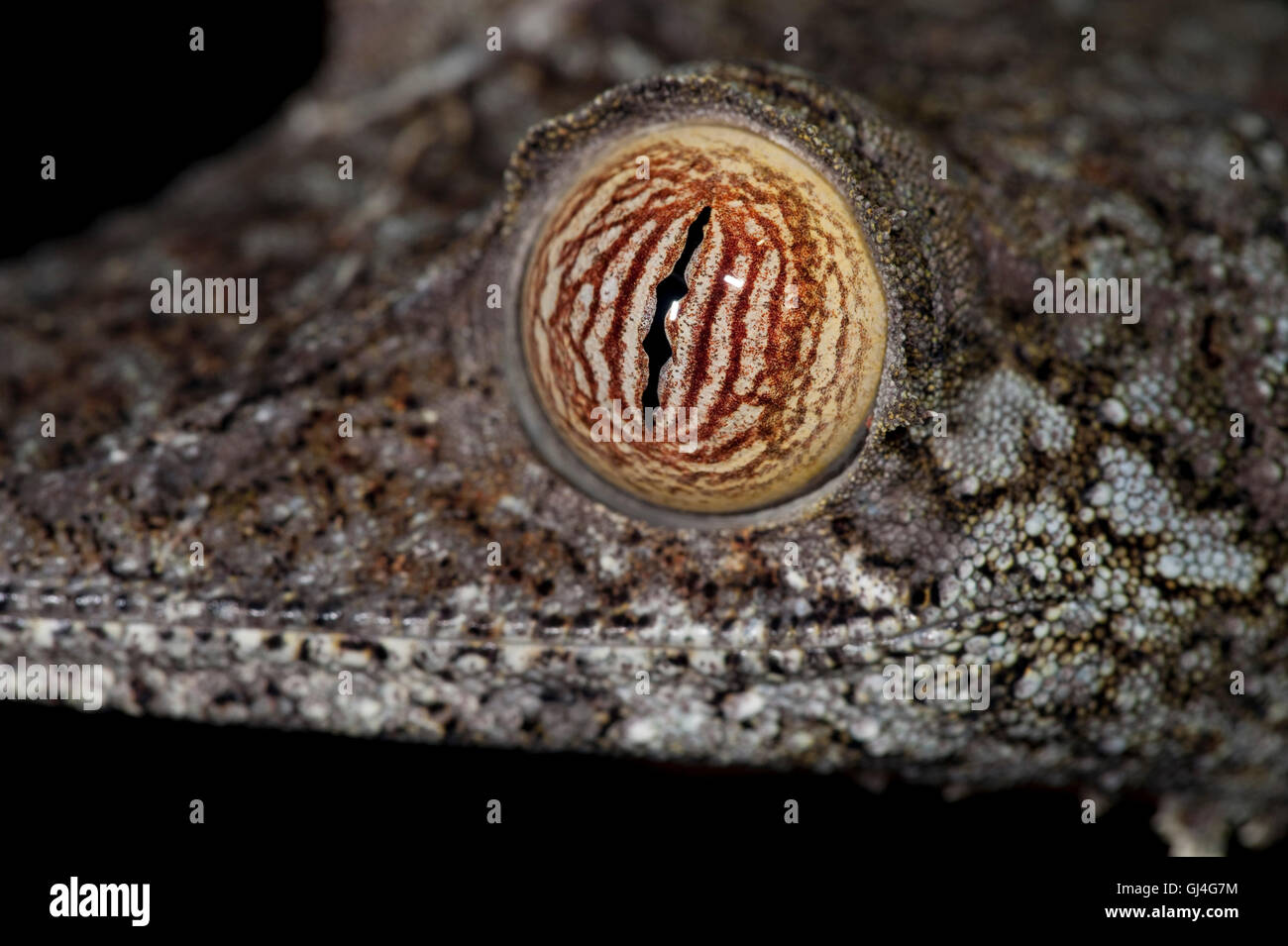Foglia Gekco codato Uroplatus giganteus Foto Stock