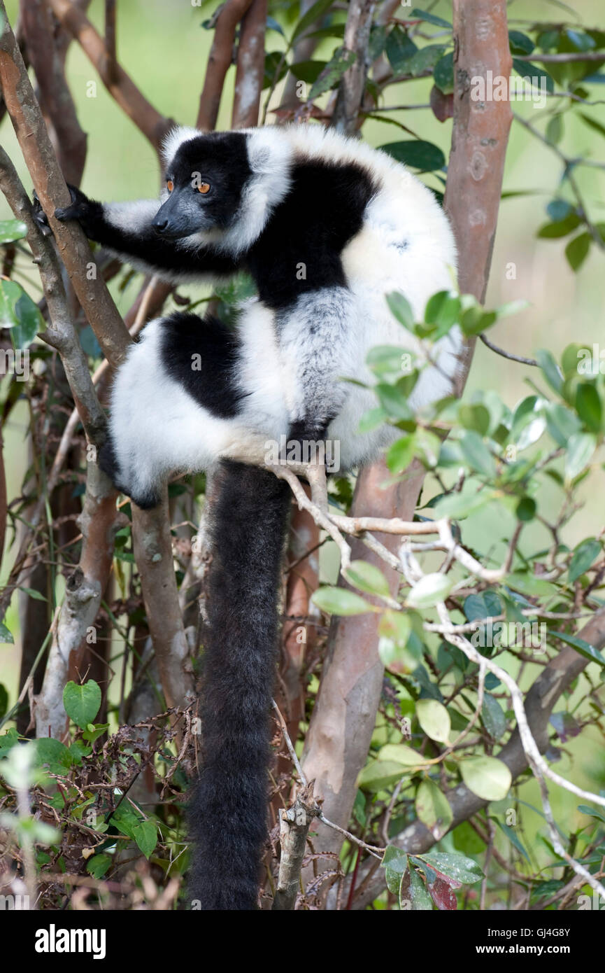 Bianco e nero lemure Ruffed Varecia variegata del Madagascar Foto Stock