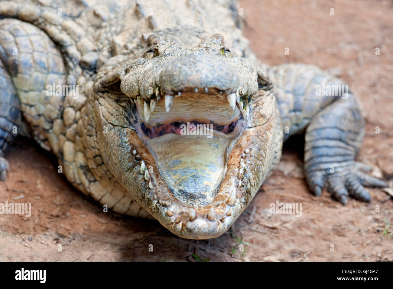 Coccodrillo del Nilo Crocodylus niloticus Madagascar Foto Stock
