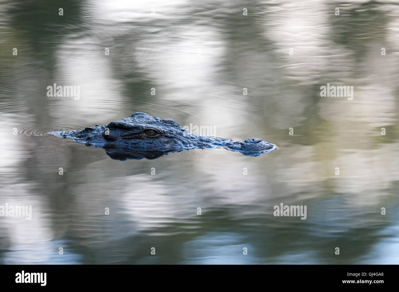 Coccodrillo del Nilo Crocodylus niloticus Madagascar Foto Stock