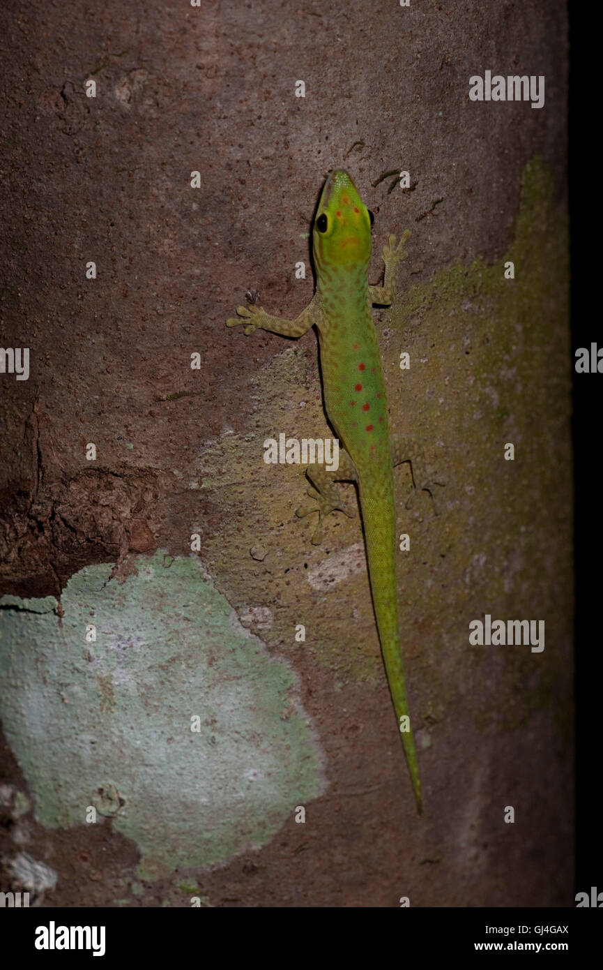 Madagascar giorno geco Phelsuma madagascariensis Foto Stock