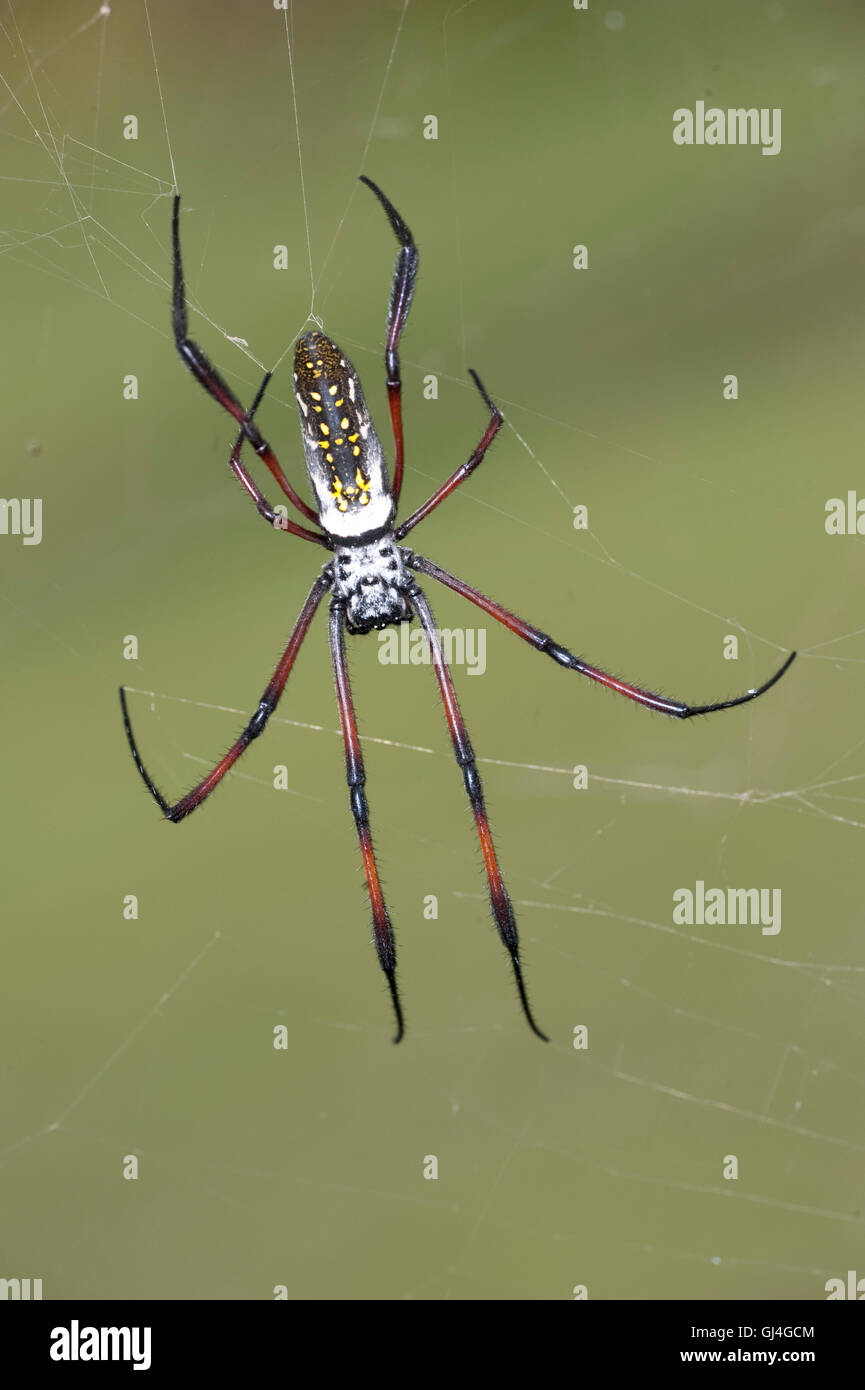 Spider Nephila madagascarensis Madagascar Foto Stock