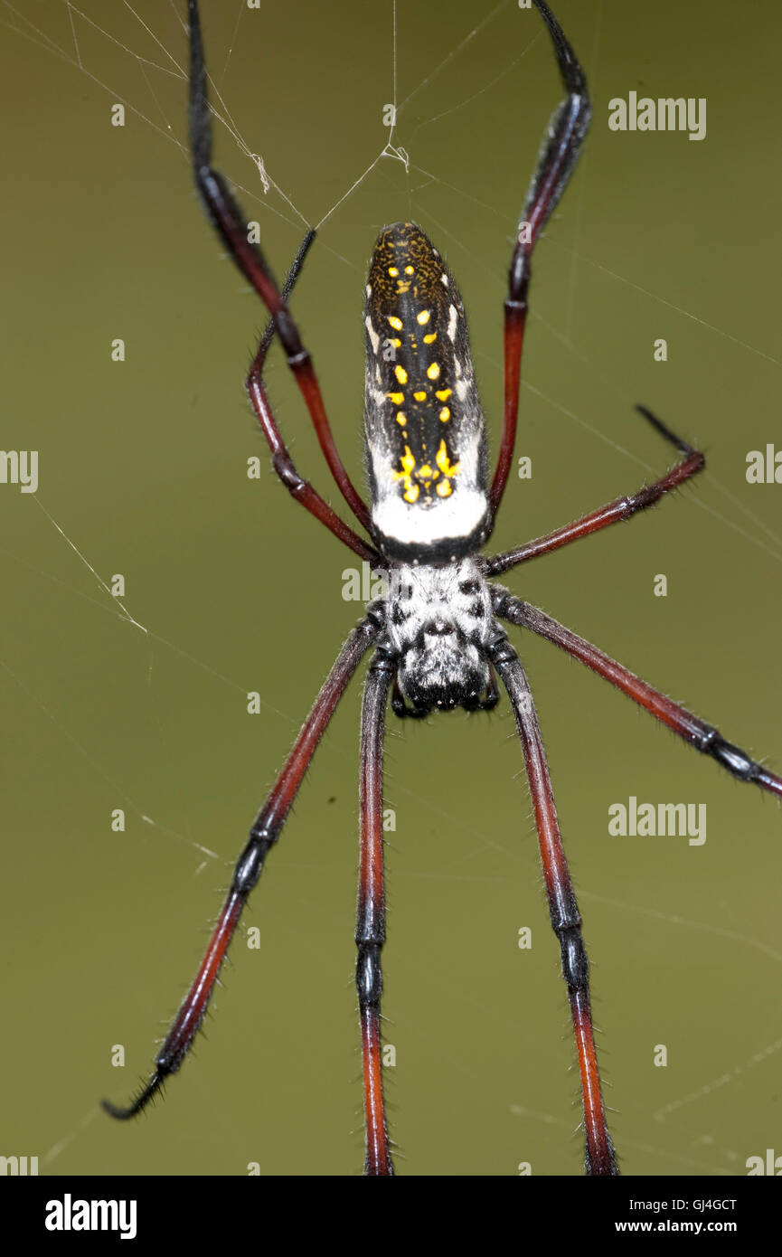 Spider Nephila madagascarensis Madagascar Foto Stock