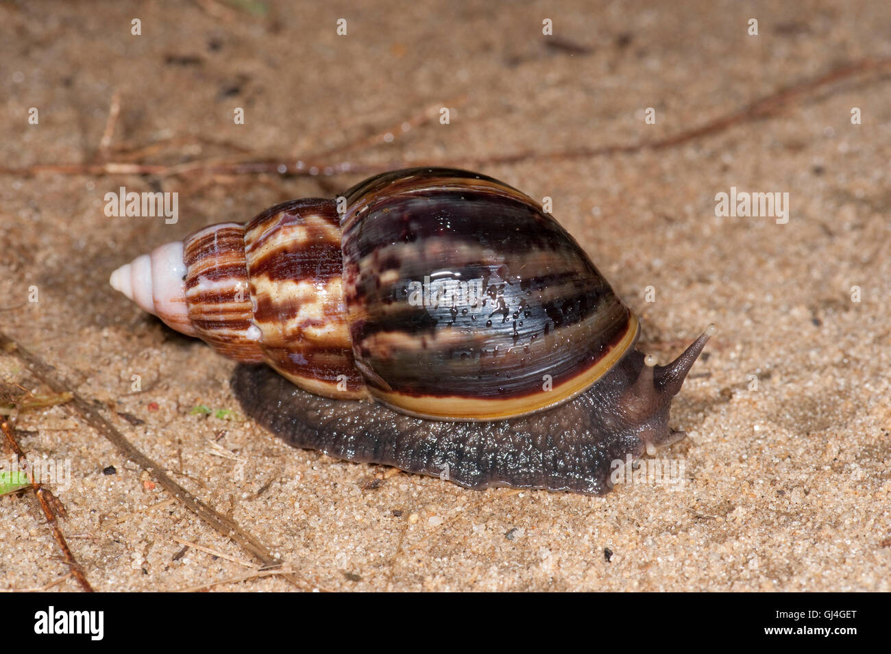 Giant terra africana Lissachatina lumaca fulica Madagascar Foto Stock