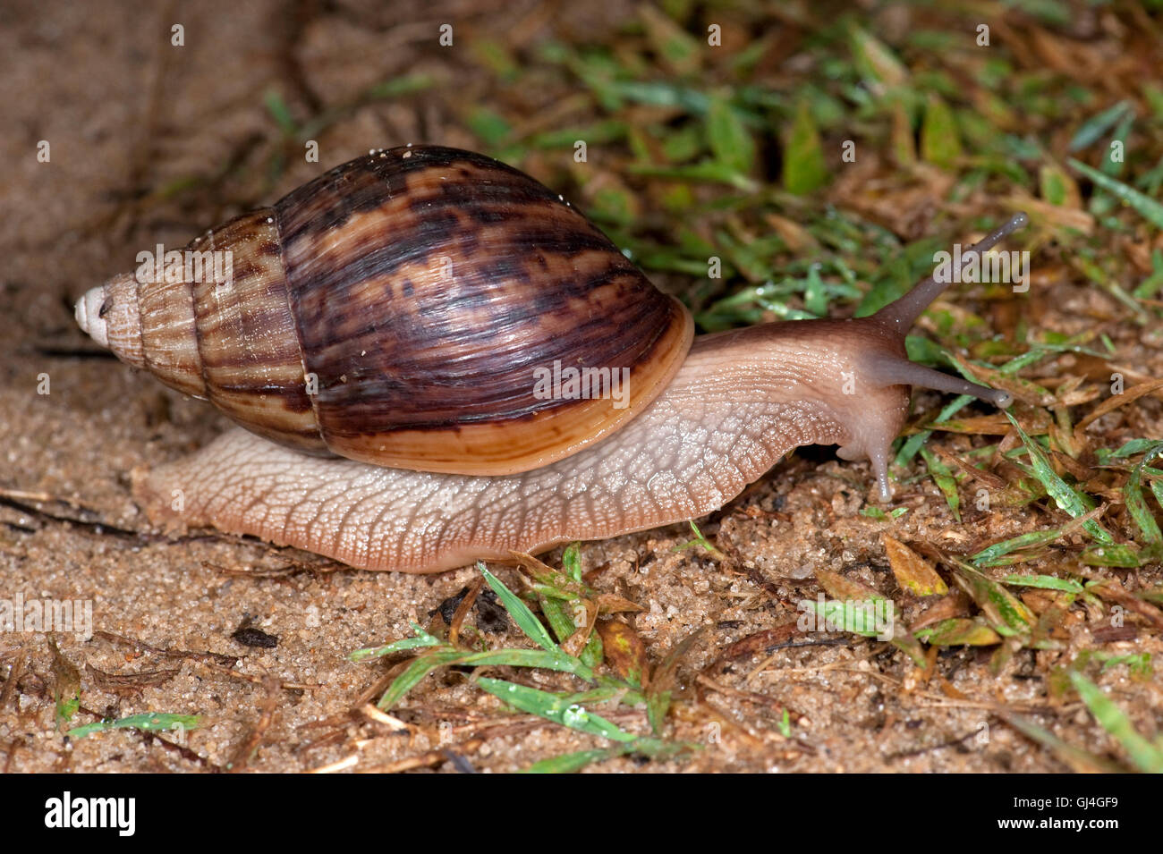 Giant terra africana Lissachatina lumaca fulica Madagascar Foto Stock