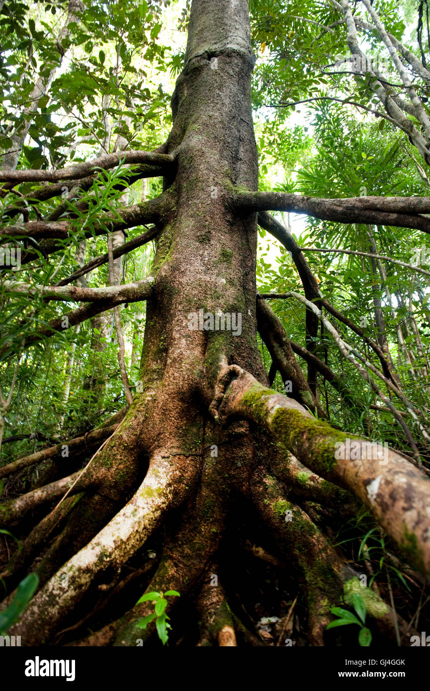 Radici di albero nella foresta pluviale del Madagascar Foto Stock