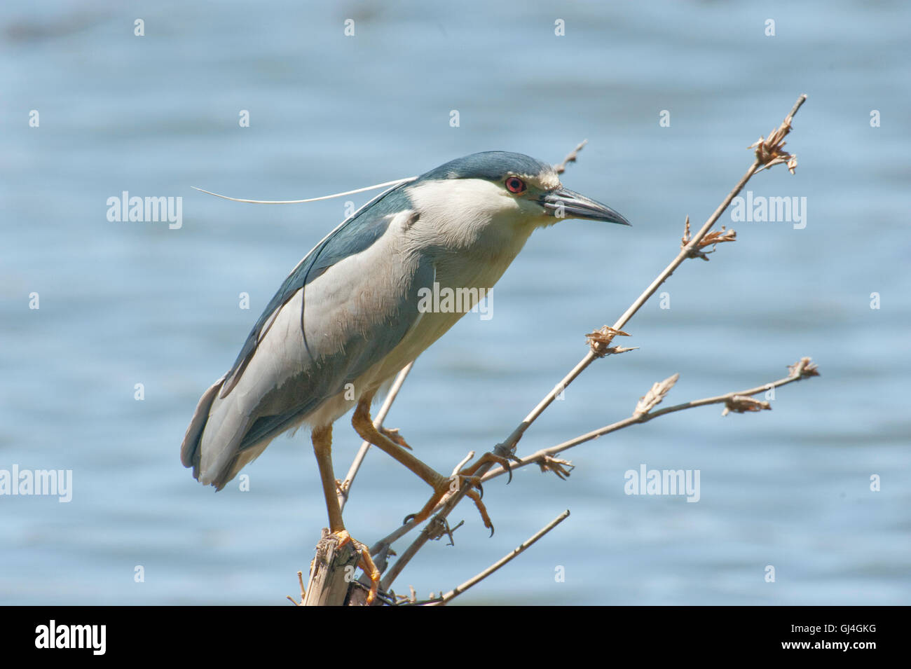 Nero coronato Nitticora Nycticorax nycticorax Madagascar Foto Stock