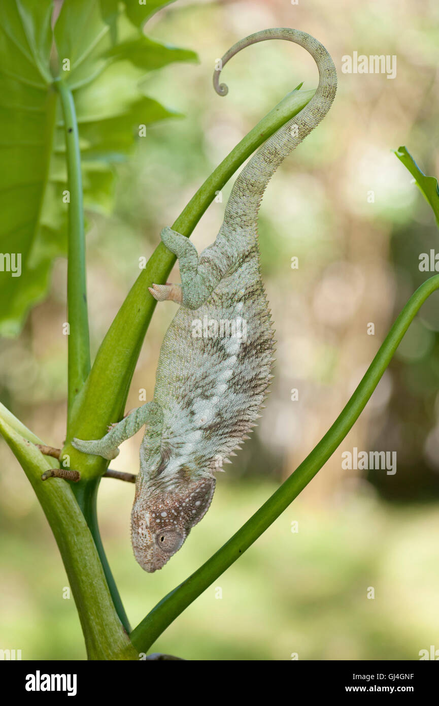 Presenta verrucosa chameleon Furcifer verrucosus Madagascar Foto Stock