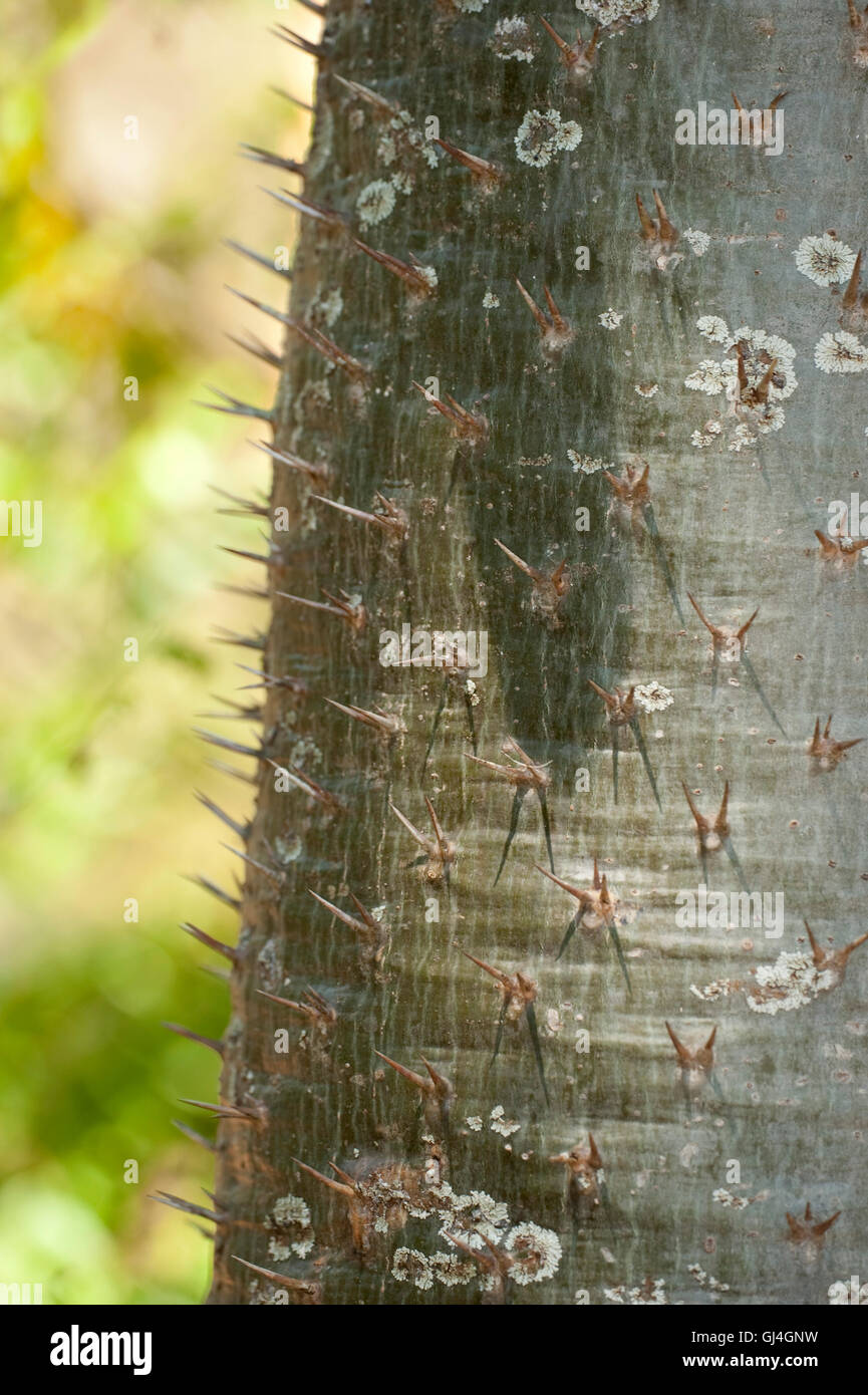 Spinosa tronco di albero Pachypodium sp Madagascar Foto Stock