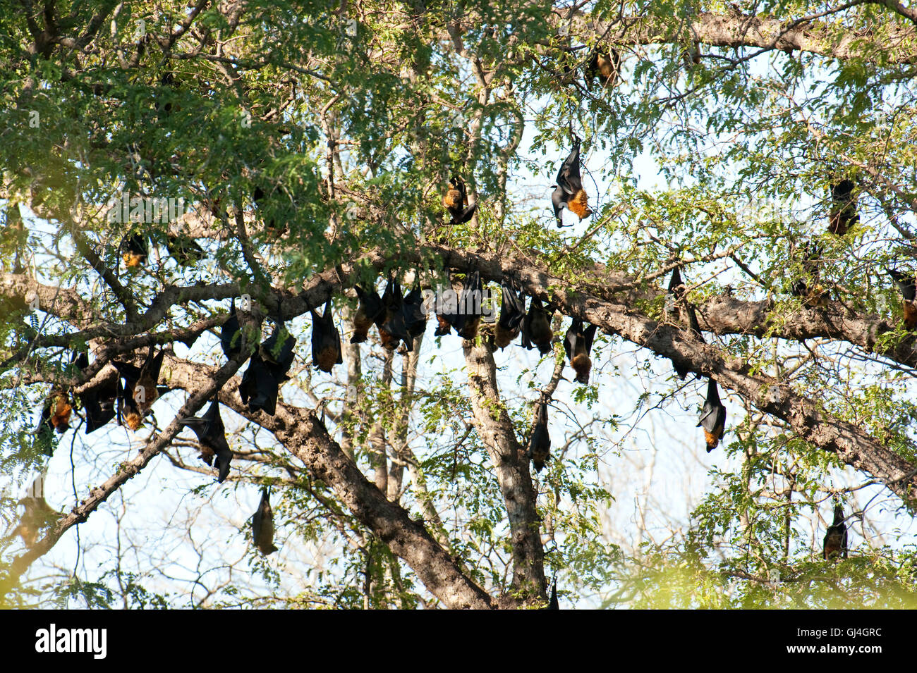 Madagascar frutto bat Pteropus rufus Berenty Parco Nazionale Foto Stock