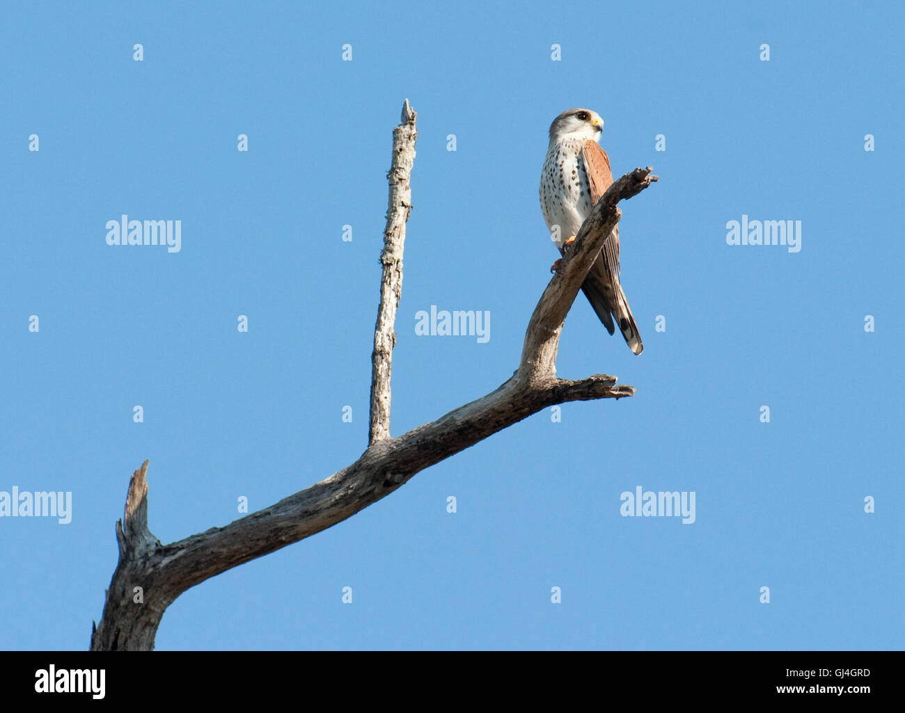 Madagascar Gheppio Falco newtoni Foto Stock