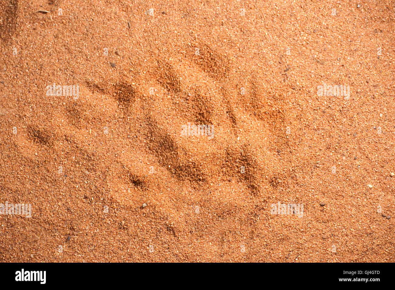 Le tracce degli animali in sabbia lemuri Berenty Parco nazionale del Madagascar Foto Stock