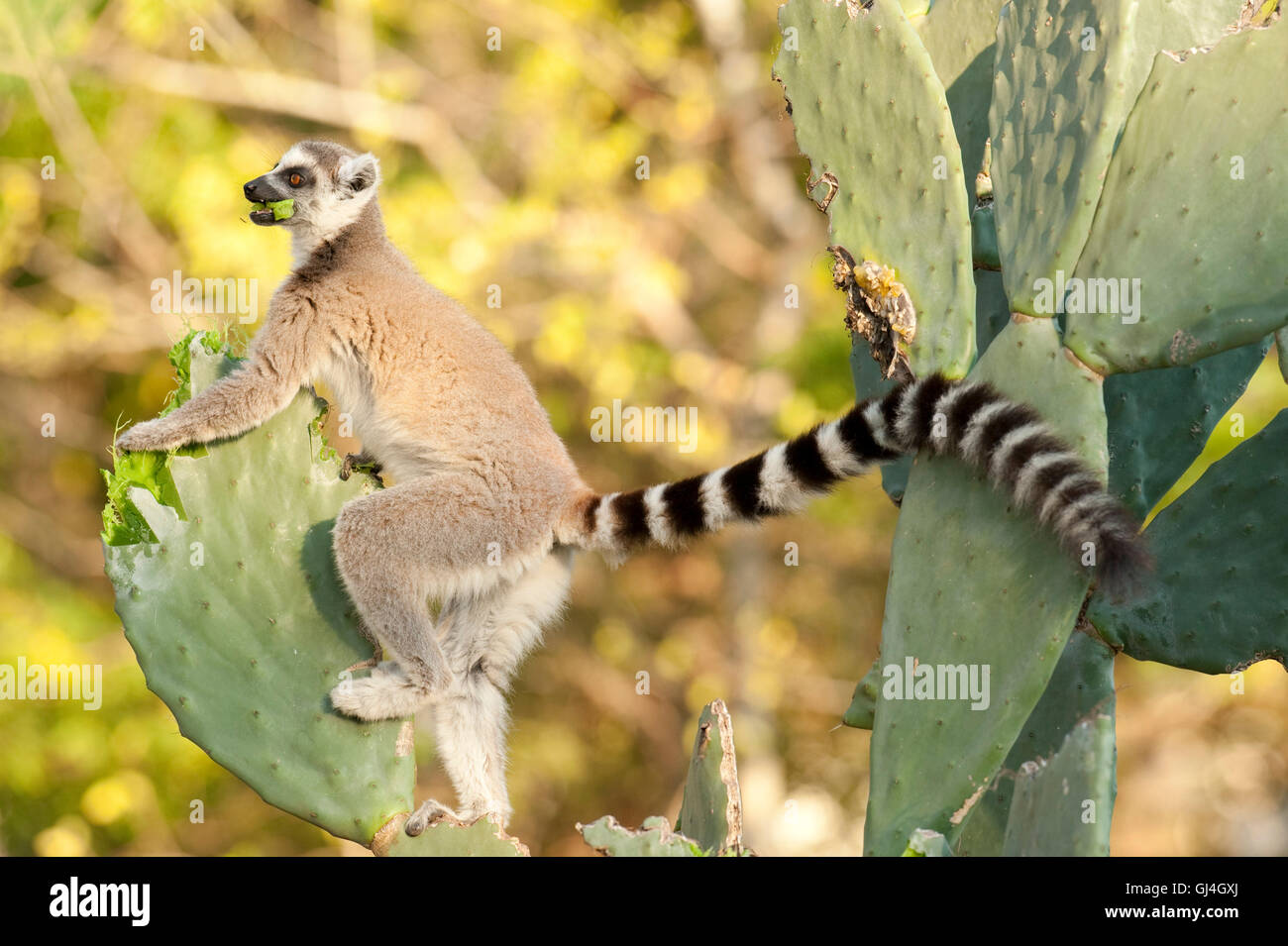 L'anello Tailed Lemur Lemur catta Madagascar Foto Stock