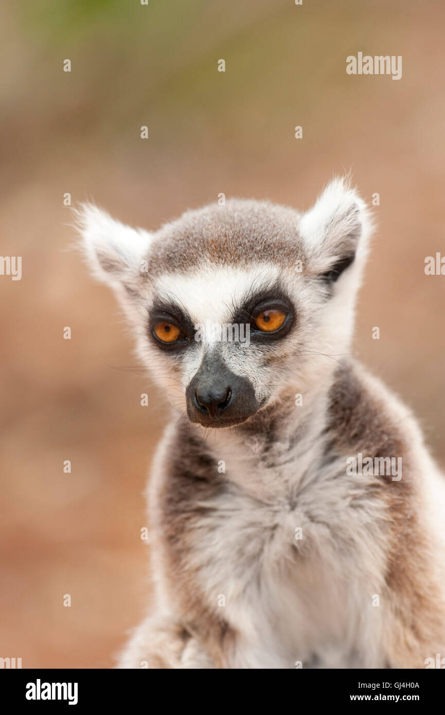 L'anello Tailed Lemur Lemur catta Madagascar Foto Stock