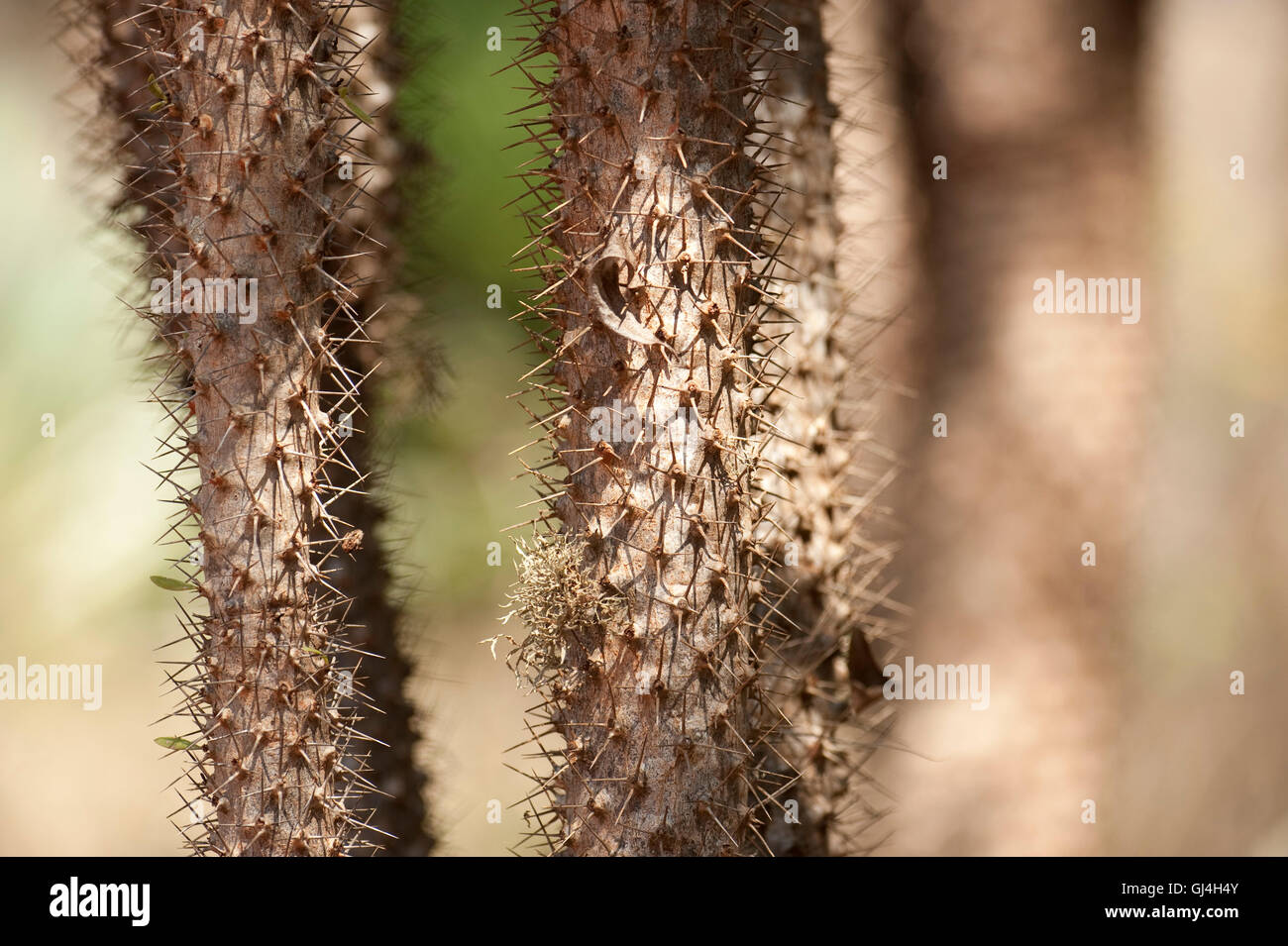 Struttura di polpo Didierea Madagascariensis Madagascar Foto Stock