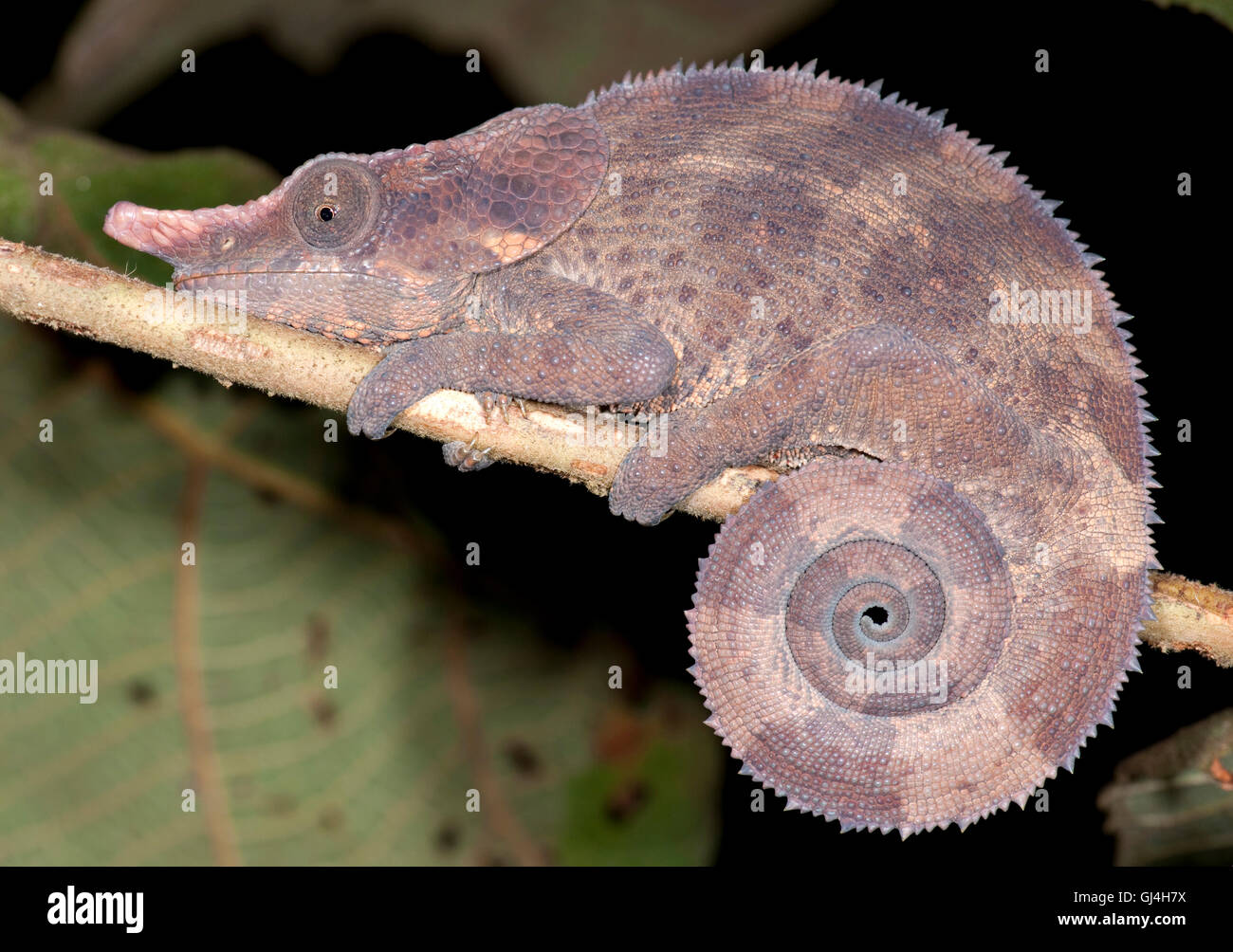 Orecchie di elefante camaleonte Calumma brevicornis Madagascar Foto Stock