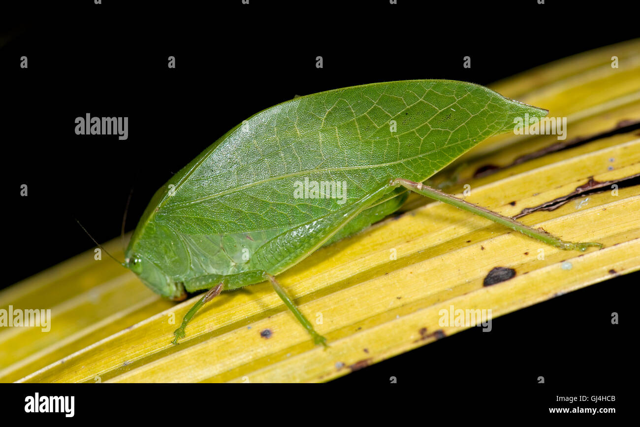 Katydid Tettigoniidae sp. Madagascar Foto Stock