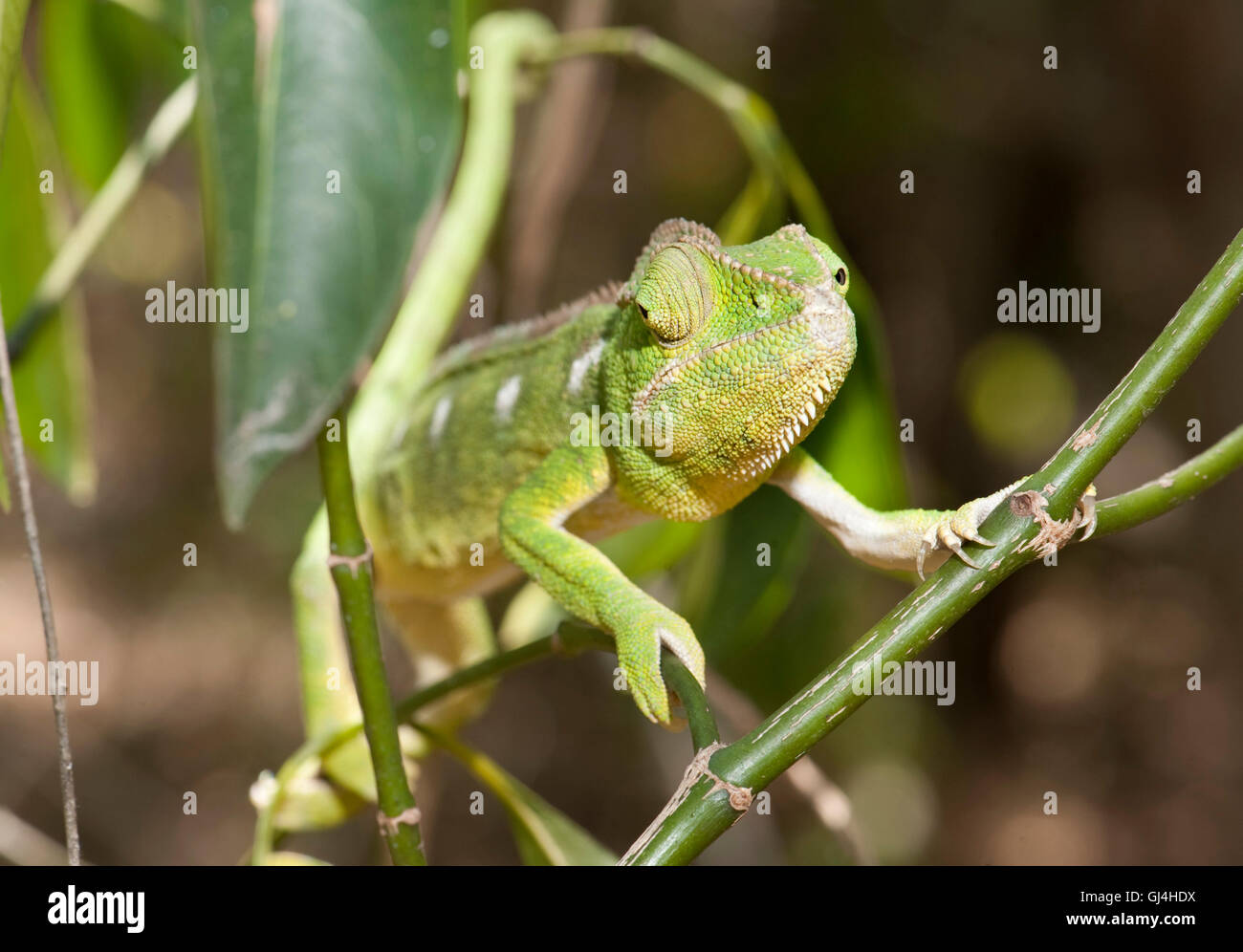 Panther Chameleon Furcifer pardalis Madagascar Foto Stock