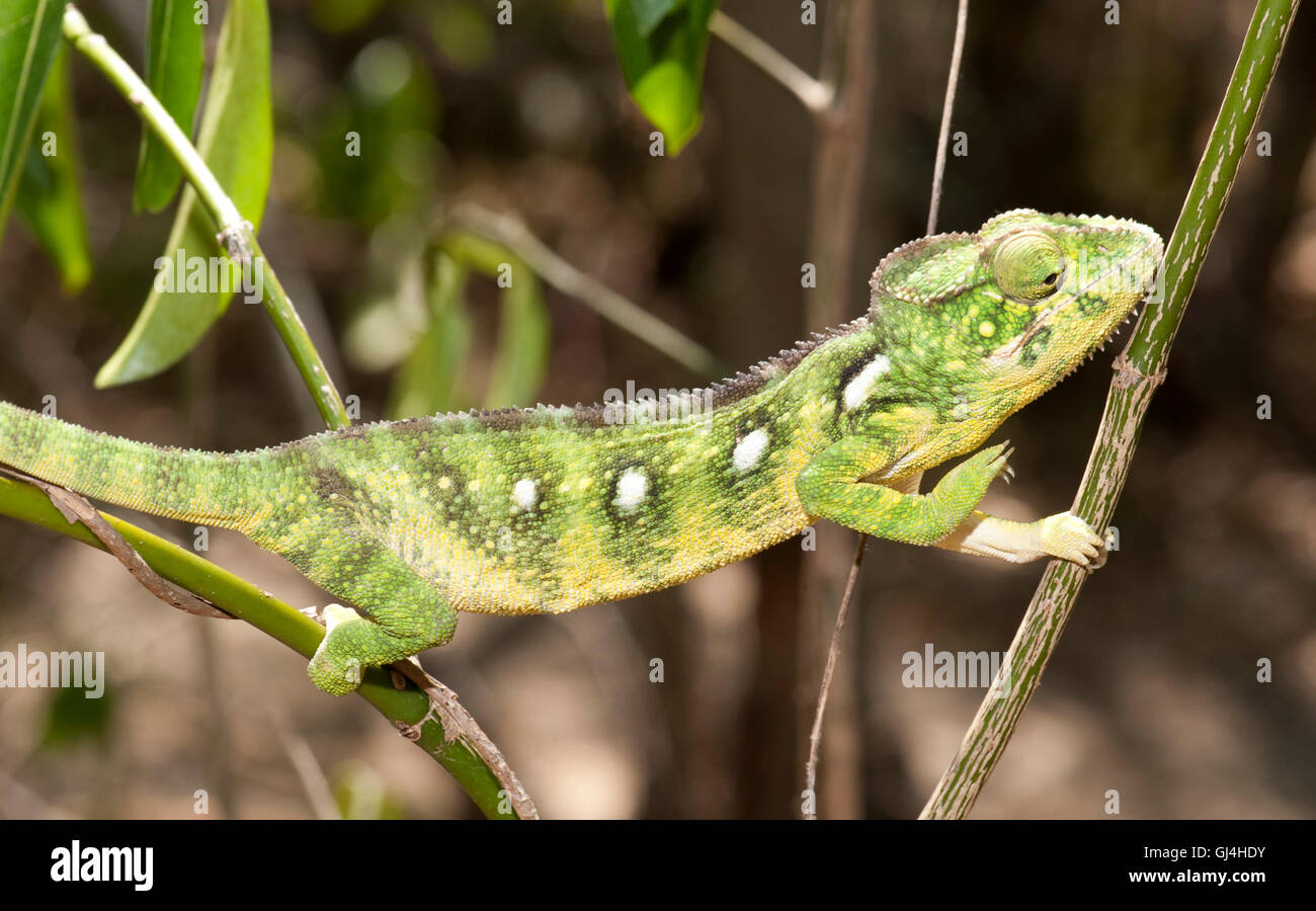 Panther Chameleon Furcifer pardalis Madagascar Foto Stock