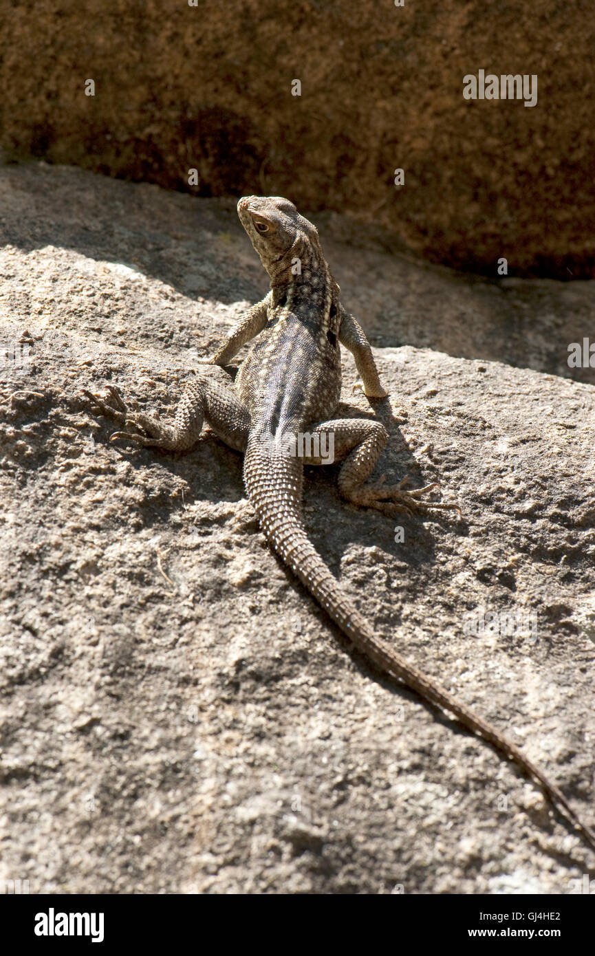 Dumeril il Madagascar Swift Iguana Foto Stock