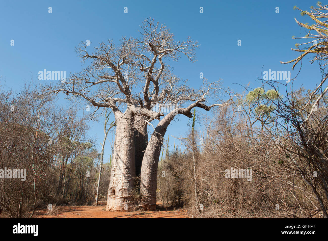 Baobab del Madagascar Foto Stock