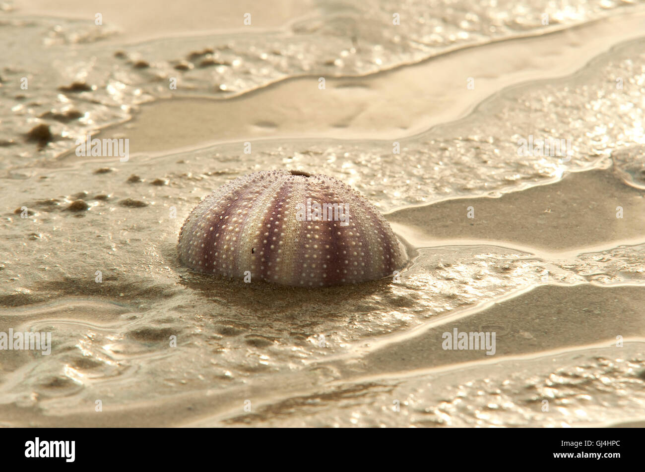 Ricci di mare Shell Madagascar Foto Stock