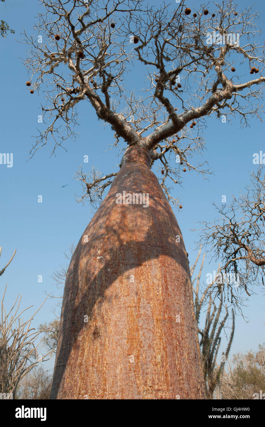 Struttura Boabab Adansonia rubrostipa Foto Stock