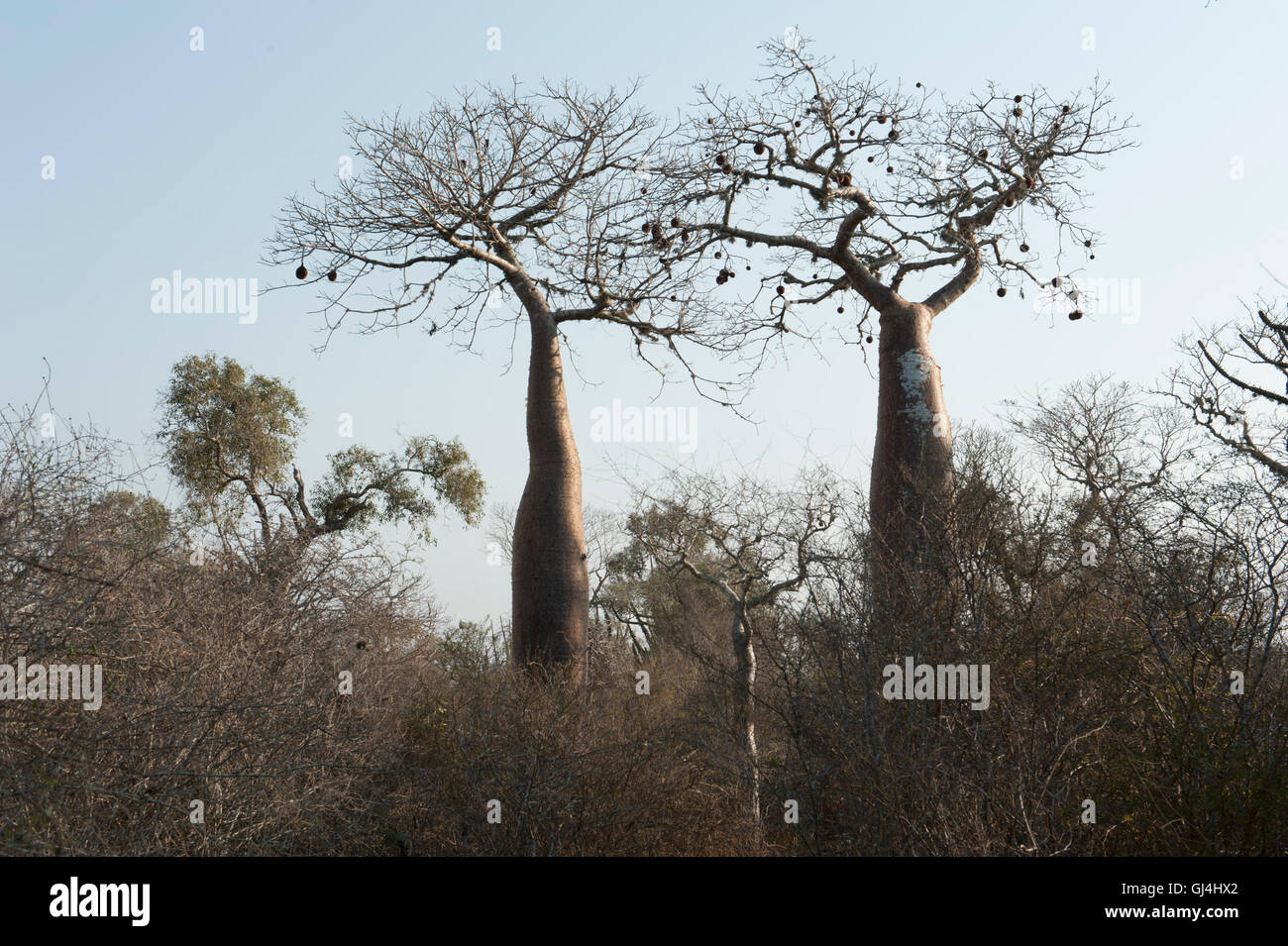 Struttura Boabab Adansonia rubrostipa Foto Stock