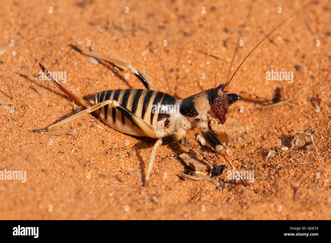 Cricket Colossopus grandidieri Madagascar Foto Stock