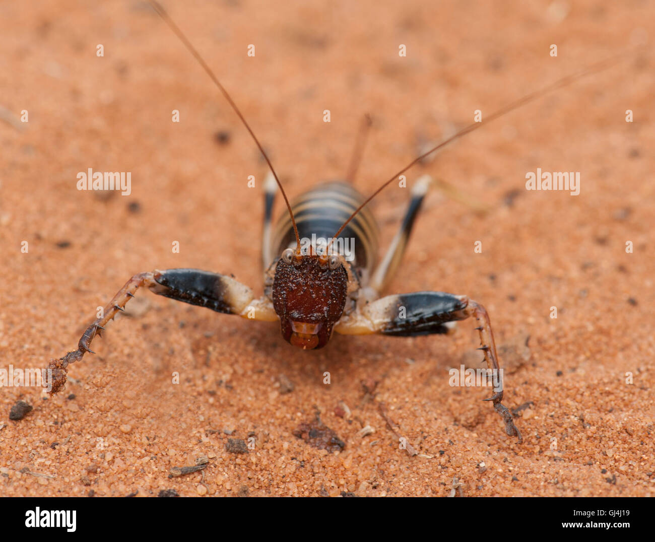 Cricket Colossopus grandidieri Madagascar Foto Stock