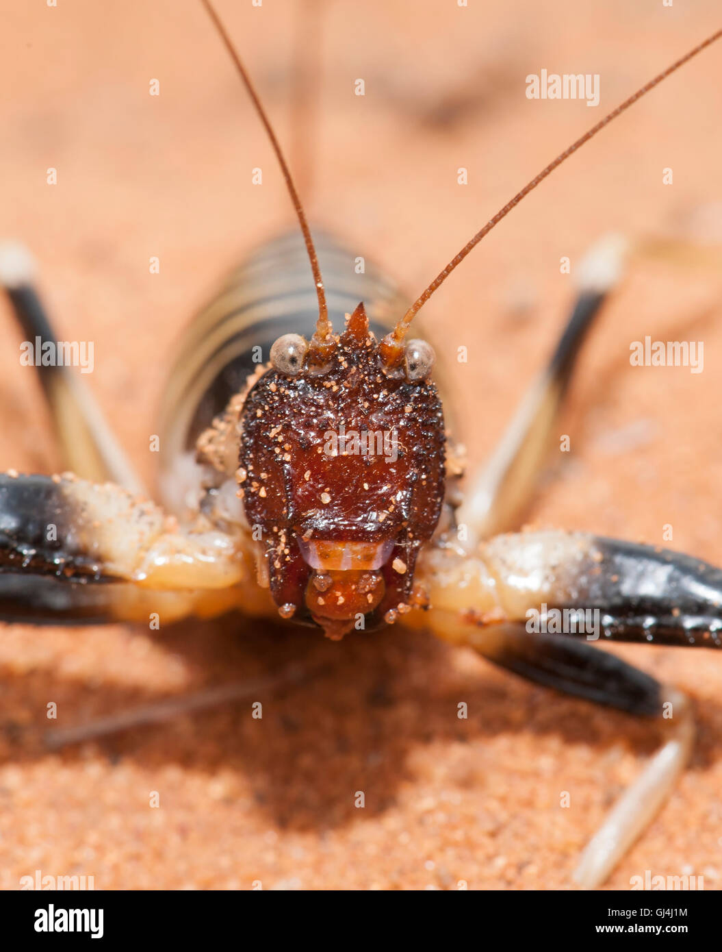 Cricket Colossopus grandidieri Madagascar Foto Stock