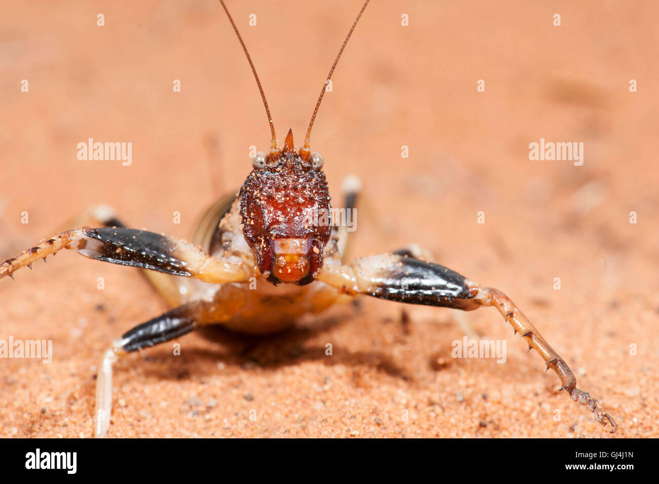 Cricket Colossopus grandidieri Madagascar Foto Stock