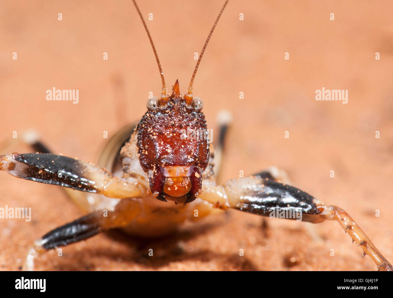 Cricket Colossopus grandidieri Madagascar Foto Stock