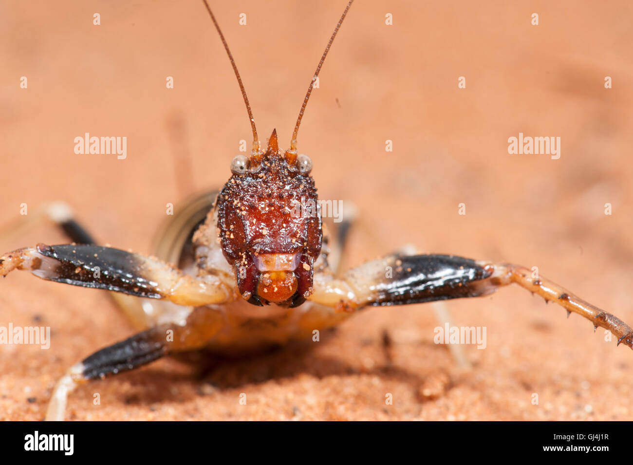 Cricket Colossopus grandidieri Madagascar Foto Stock