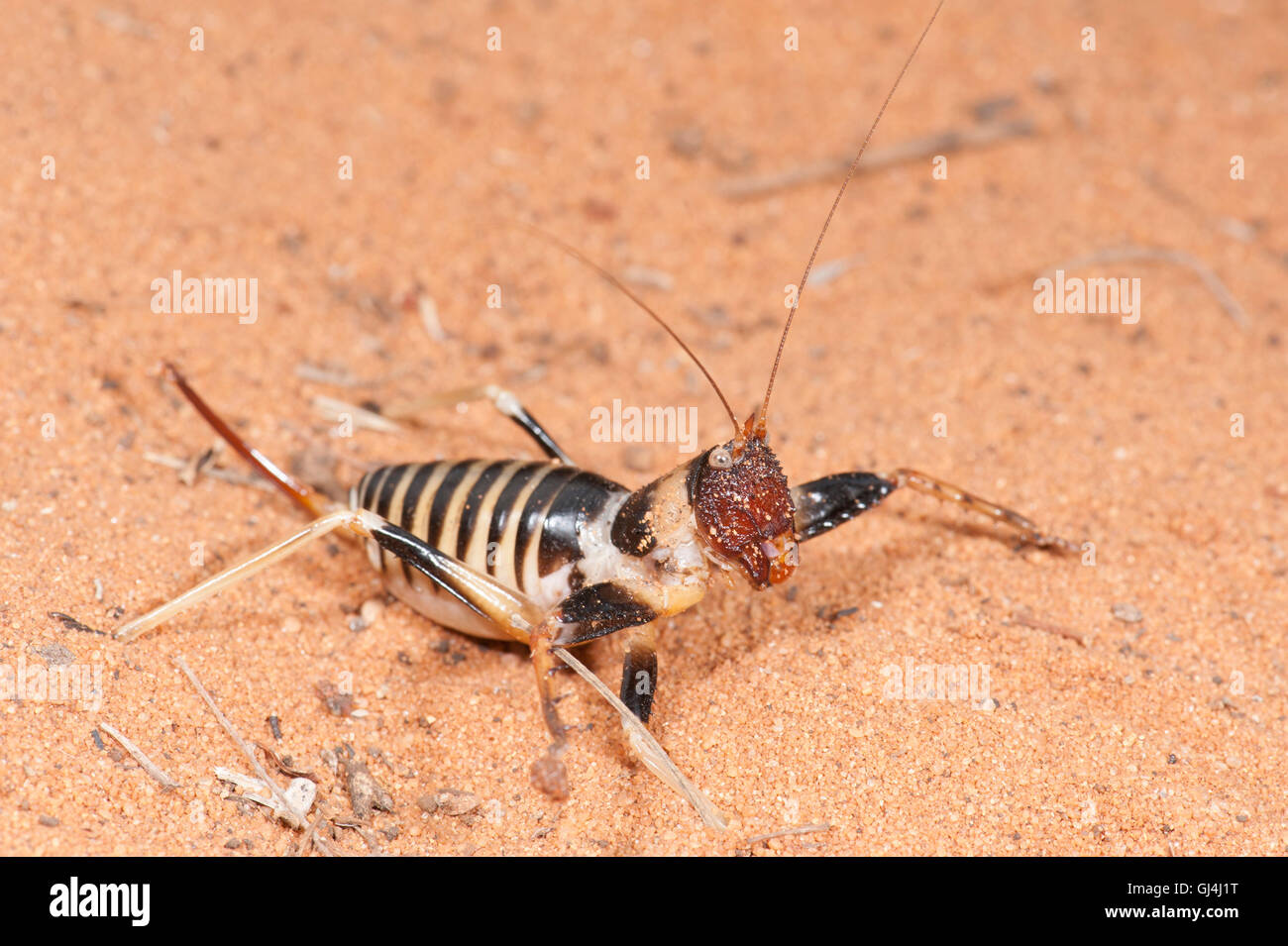 Cricket Colossopus grandidieri Madagascar Foto Stock