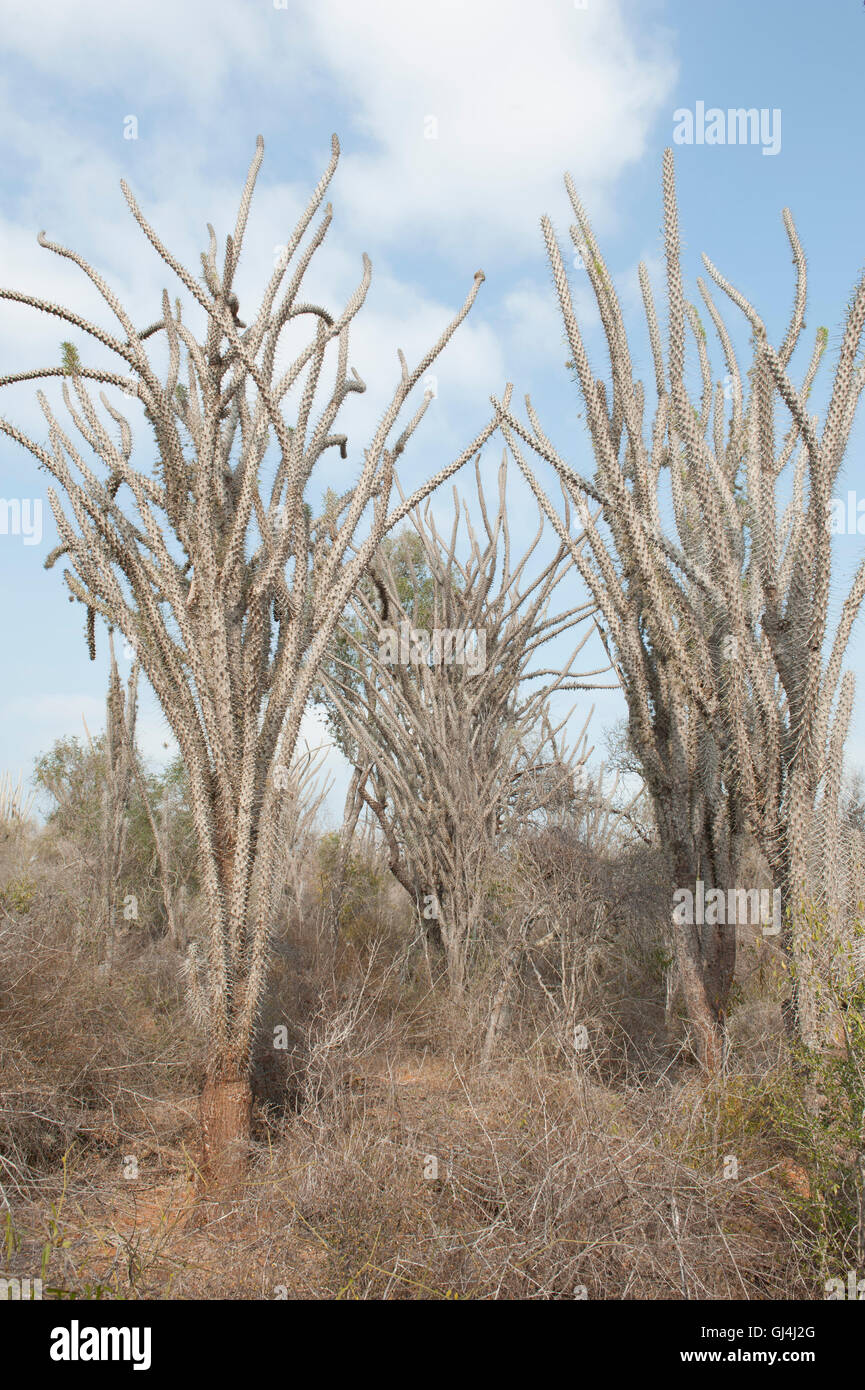 Spinosa albero di foresta Didierea Trollii Madagascar Foto Stock